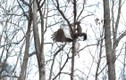 Video: Ngỡ ngàng pha săn mồi tuyệt đỉnh của diều hâu