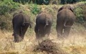 Bầy voi phá nát vườn chuối hơn 300 cây, chừa lại đúng một cây 