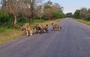 Video: Bị đàn linh cẩu cắn xé, sư tử có hành động khó tin