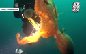 Video: Bạch tuộc siết cổ thợ lặn ở độ sâu 12 m dưới nước