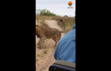 Video: Rắn hổ mang chạm trán sư tử giữa đường, cái kết bất ngờ