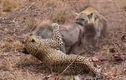 Video: Báo hợp sức với linh cẩu xé xác heo rừng