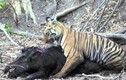 Video: Màn vật lộn giữa hổ và heo rừng