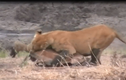 Video: Sư tử hạ linh dương trong “một nốt nhạc” 