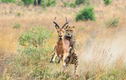 Cận cảnh màn săn linh dương Impala của báo đốm