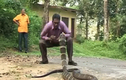 Video: Người đàn ông dùng tay không bắt rắn hổ mang chúa khổng lồ
