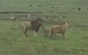 Video: Chó nhà “đánh nhau” tay đôi với hai sư tử và cái kết 