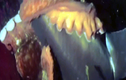 Video: Cá mập bị bạch tuộc khổng lồ hạ gục trong nháy mắt