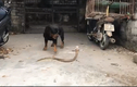 Video: Đột nhập vào nhà dân, rắn hổ mang bị chó dữ tấn công 