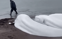 Video: 5 con cá voi trắng mắc cạn được ngư dân giải cứu