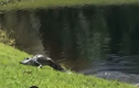 Video: Cá sấu quăng quật, ăn thịt rắn khủng ngay trước mặt người dân