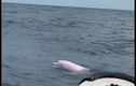 Video: Cá heo hồng nhảy múa ngoài khơi Trung Quốc