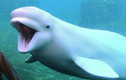Video: 5 chú cá voi trắng mắc cạn chảy nước mắt khi được giải cứu