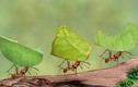 Video: Vương quốc dưới lòng đất của loài kiến cắt lá