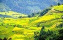 “Mùa vàng” nơi con sông Hồng chảy vào đất Việt