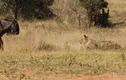 Video: Khiến sư tử bối rối, linh dương đầu bò mắc sai lầm ngớ ngẩn