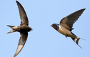 Chim yến có thể bay liên tục, chúng ăn uống và giao phối ra sao?