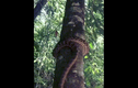 Video: Kinh ngạc với màn trèo cây của loài trăn