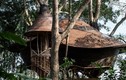 Độc đáo kiểu nhà bằng tre lơ lửng trên cây cổ thụ giữa rừng
