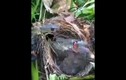 Video: Nhân lúc chim mẹ đi vắng, rắn tấn công chim non và cái kết 