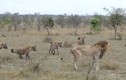 Video: Sư tử già bị bầy linh cẩu bắt nạt, mất mạng vì quá yếu