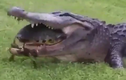 Video: Hài hước cảnh cá sấu không nuốt nổi chú rùa