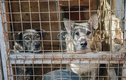 Cấm ăn thịt chó: Người già quyết liệt phản đối, người trẻ hân hoan ủng hộ