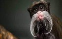 Những loài động vật có râu "bá đạo" nhất thế giới