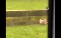 Video: Chó chạy “té khói” khi bị chim truy đuổi