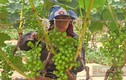 Trồng nho ở Sơn La sai trĩu quả, nông dân “bỏ túi” bộn tiền