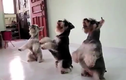 Đàn chó nhảy Gangnam Style cực chất
