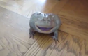 Kinh hoàng con ếch có tiếng kêu khủng khiếp