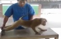 Cười vỡ bụng với chú khỉ chăm chỉ tập thể hình 
