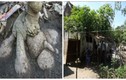 Cây sắn khổng lồ hình thù kỳ lạ ở Hà Tĩnh