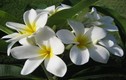 Những công dụng chữa bệnh thần kỳ của hoa sứ trắng