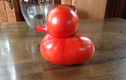 Chiêm ngưỡng quả cà chua hình chú vịt lạ nhất thế giới