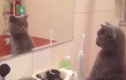 Cười vỡ bụng cảnh chú mèo ngắm mình trong gương vì quá đẹp trai