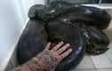 Suýt bị trăn anaconda khổng lồ xơi tái bàn tay vì tò mò