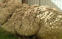Choáng với bộ lông 40 năm không cạo của chú cừu tại Úc
