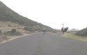 Đà điểu rượt đuổi đoàn đua xe đạp với tốc độ chóng mặt