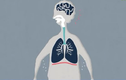 Lá phổi hoạt động như thế nào trong cơ thể