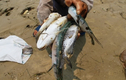 Nhiều thông tin sai lệch về vụ cá chết hàng loạt ở miền Trung