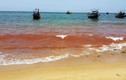 Giới khoa học khẳng định vệt nước đỏ tại Quảng Bình là thủy triều đỏ