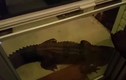 Phát hoảng vì thấy cá sấu khủng mai phục ngoài cửa