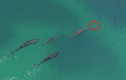 Khoảnh khắc sát thủ đại dương bị bầy cá voi truy sát