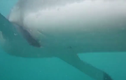 Hãi hùng cảnh cá mập tấn công dữ dội thợ lặn