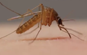 Nổi da gà cảnh muỗi dùng vòi xuyên thủng da người để hút máu