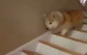 Cười ngặt nghẽo với chú chó nhảy tưng tưng xuống cầu thang