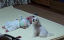 Phản ứng đáng yêu của chó cưng khi thấy bé khóc