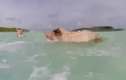Hòn đảo duy nhất thế giới có đàn lợn bơi siêu giỏi